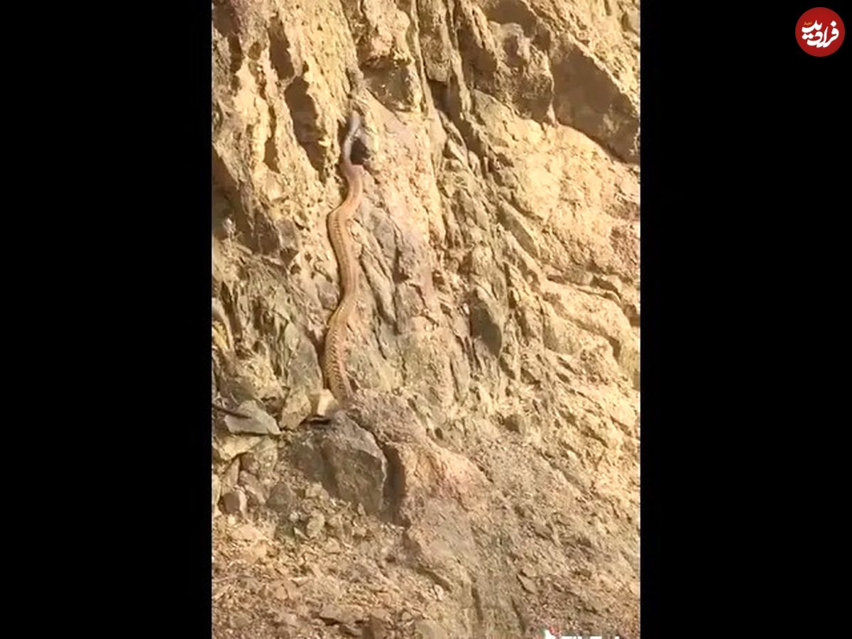 (ویدئو) کشف یک مار بزرگ و حیرت انگیز دیگر در مناطق کوهستانی عربستان
