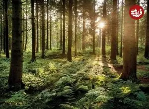 درخت‌ها چطور با هم صحبت می‌کنند؟