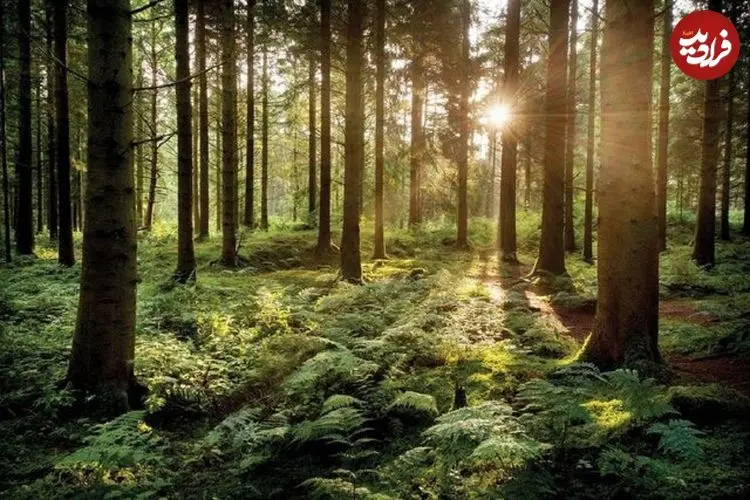 درخت‌ها چطور با هم صحبت می‌کنند؟