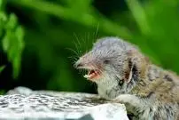 تصاویر| حشره‌خوار مینیاتوری؛ کوچک‌ترین حشره‌خوار دنیا با وزن حدود ۳ گرم کشف شد