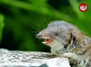 تصاویر| حشره‌خوار مینیاتوری؛ کوچک‌ترین حشره‌خوار دنیا با وزن حدود ۳ گرم کشف شد