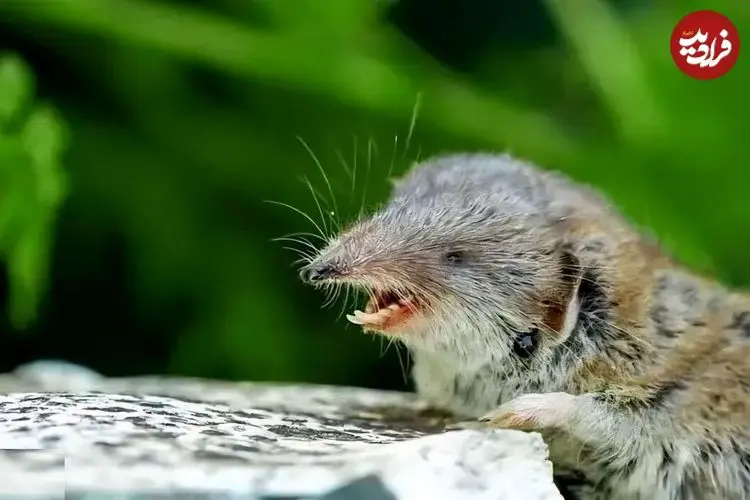 تصاویر| حشره‌خوار مینیاتوری؛ کوچک‌ترین حشره‌خوار دنیا با وزن حدود ۳ گرم کشف شد