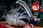 ببینید؛ صید، برش و تهیه سوشی با ماهی تن غول پیکر 400 کیلوگرمی در تایوان