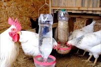ببینید؛ نحوه درست کردن یک دانخوری و آبخوری ساده برای مرغ ها با بطری نوشابه