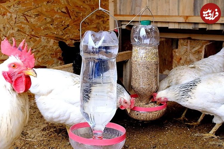 ببینید؛ نحوه درست کردن یک دانخوری و آبخوری ساده برای مرغ ها با بطری نوشابه