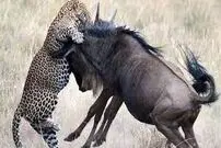 (ویدئو) صحنه‌ای دلخراش در حیات وحش که یک نوجوان ۱۲ ساله ثبت کرد 