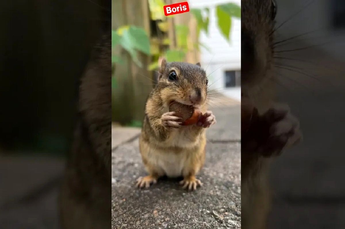 (ویدئو) حرص و طمع بامزه این سنجاب برای جا دادن فندق ها در دهان اش