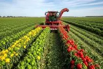 ببینید| مراحل دیدنی کاشت، برداشت و فرآوری میلیون ها فلفل دلمه ای رنگی در آمریکا