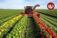 ببینید| مراحل دیدنی کاشت، برداشت و فرآوری میلیون ها فلفل دلمه ای رنگی در آمریکا