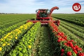 ببینید| مراحل دیدنی کاشت، برداشت و فرآوری میلیون ها فلفل دلمه ای رنگی در آمریکا