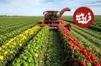 ببینید| مراحل دیدنی کاشت، برداشت و فرآوری میلیون ها فلفل دلمه ای رنگی در آمریکا