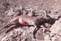 (تصاویر) دستگیری بی‌رحم‌ترین شکارچی ایران؛ صحنه‌هایی دلخراش از شکار با اسلحه‌ای خاص