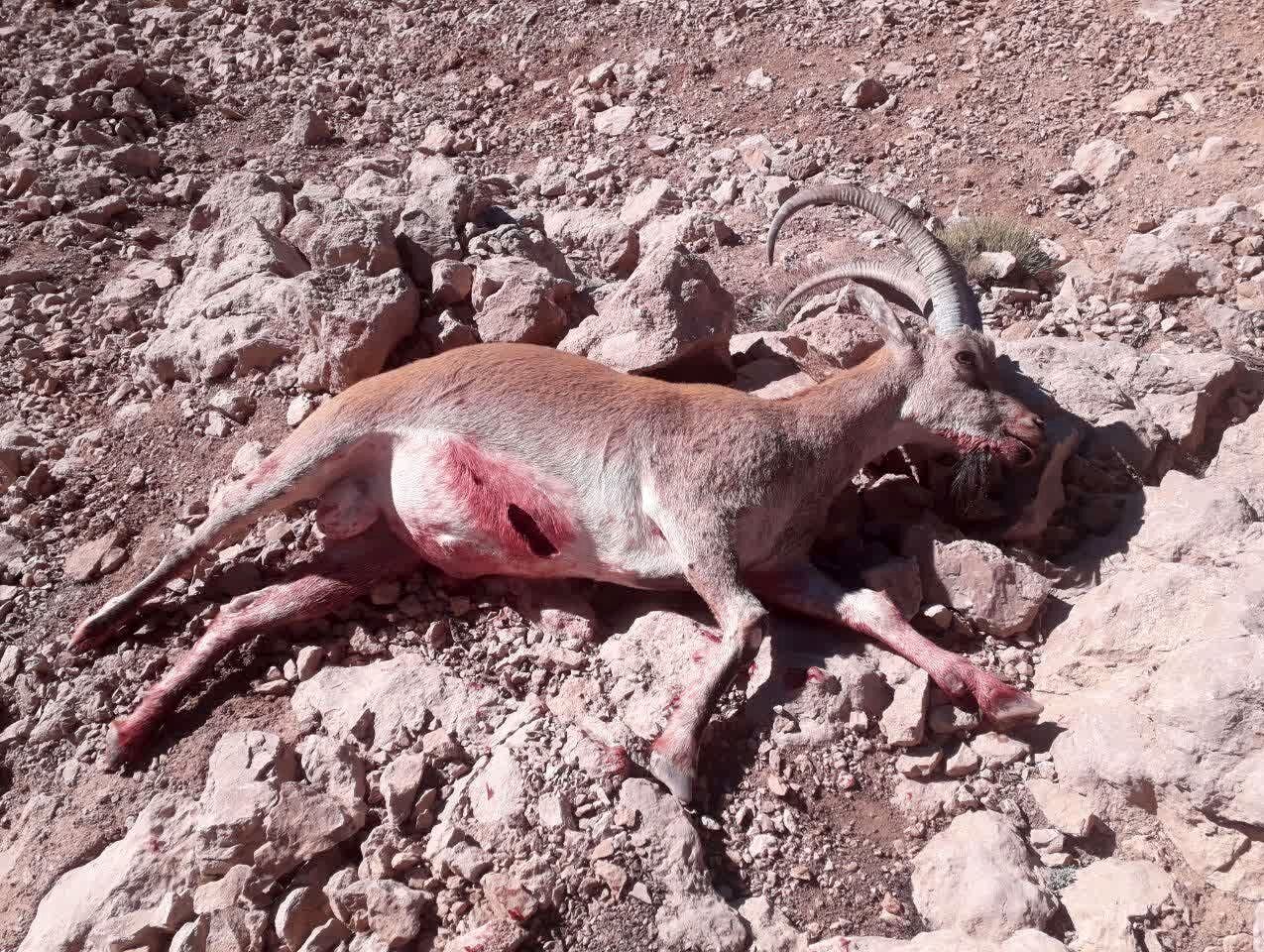 (تصاویر) دستگیری بی‌رحم‌ترین شکارچی ایران؛ صحنه‌هایی دلخراش از شکار با اسلحه‌ای خاص