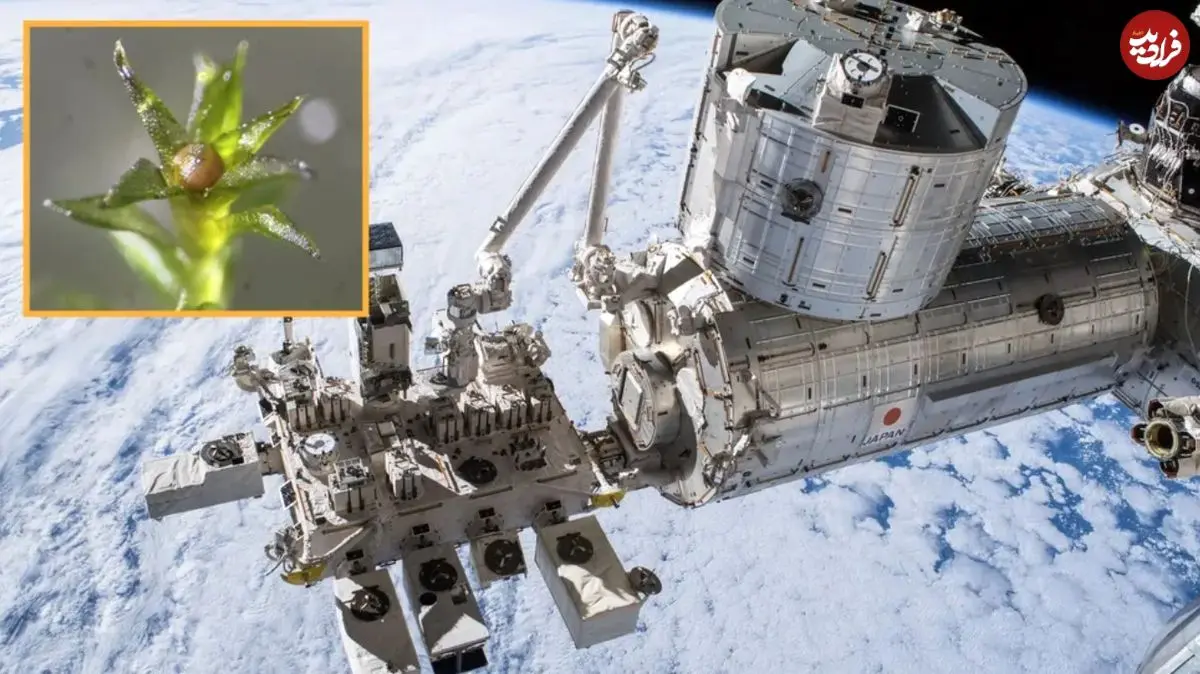 مقاومت شگفت‌انگیز یک نوع «خزه» در فضا