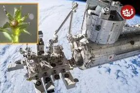 مقاومت شگفت‌انگیز یک نوع «خزه» در فضا