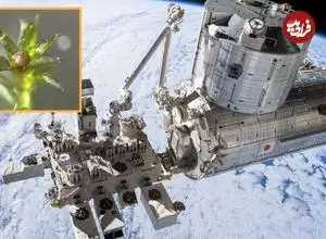 مقاومت شگفت‌انگیز یک نوع «خزه» در فضا