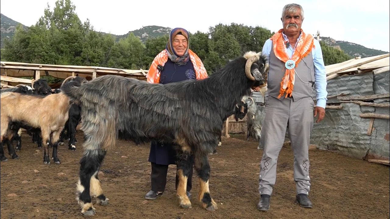 (ویدئو) این زوج مسن ترکیه ای بزرگترین بزهای جهان را پرورش می دهند
