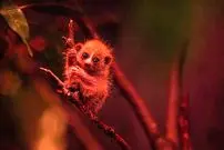 ببینید| نوزاد بامزه یک حیوان در حال انقراض به جدیدترین پدیده اینترنتی تبدیل شد 