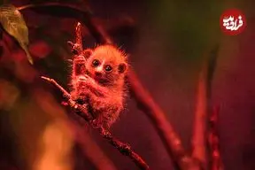 ببینید| نوزاد بامزه یک حیوان در حال انقراض به جدیدترین پدیده اینترنتی تبدیل شد 