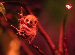 ببینید| نوزاد بامزه یک حیوان در حال انقراض به جدیدترین پدیده اینترنتی تبدیل شد 