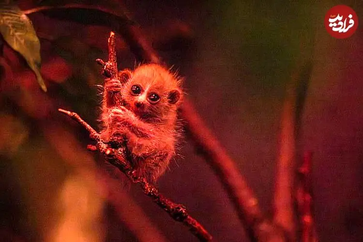 ببینید| نوزاد بامزه یک حیوان در حال انقراض به جدیدترین پدیده اینترنتی تبدیل شد 