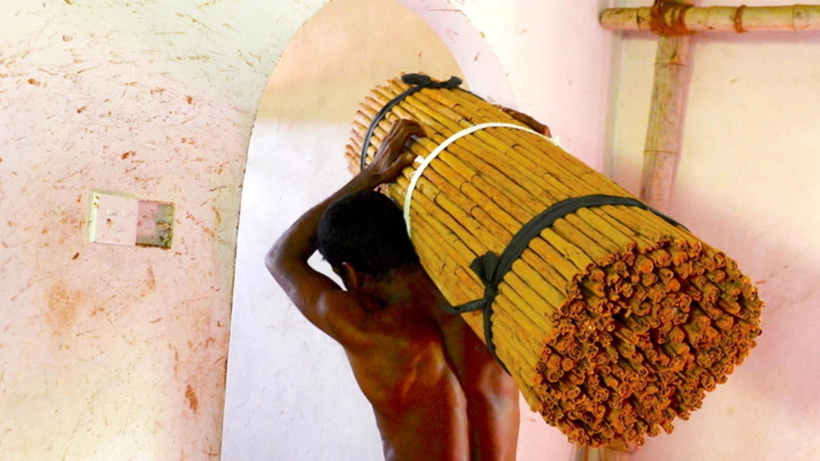 (ویدئو) ببینید سریلانکایی ها چگونه 90 درصد دارچین جهان را تولید و فرآوری می کنند!