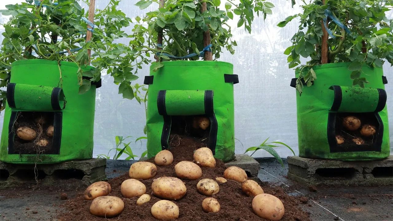 (ویدئو) چگونه در کیسه های پارچه ای سیب زمینی بکاریم و به راحتی برداشت کنیم؟