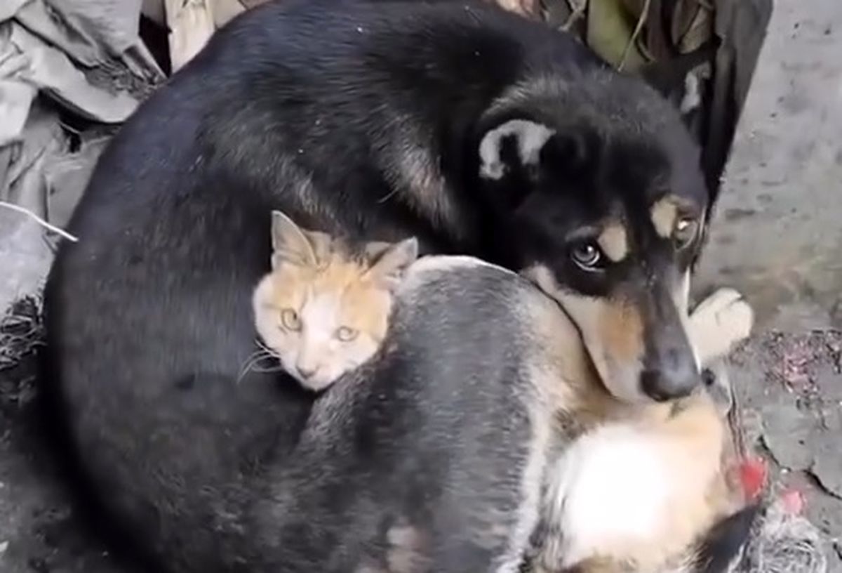 (ویدئو) سگ مهربانی که گربه و توله‌هایش را به آغوش کشیده!