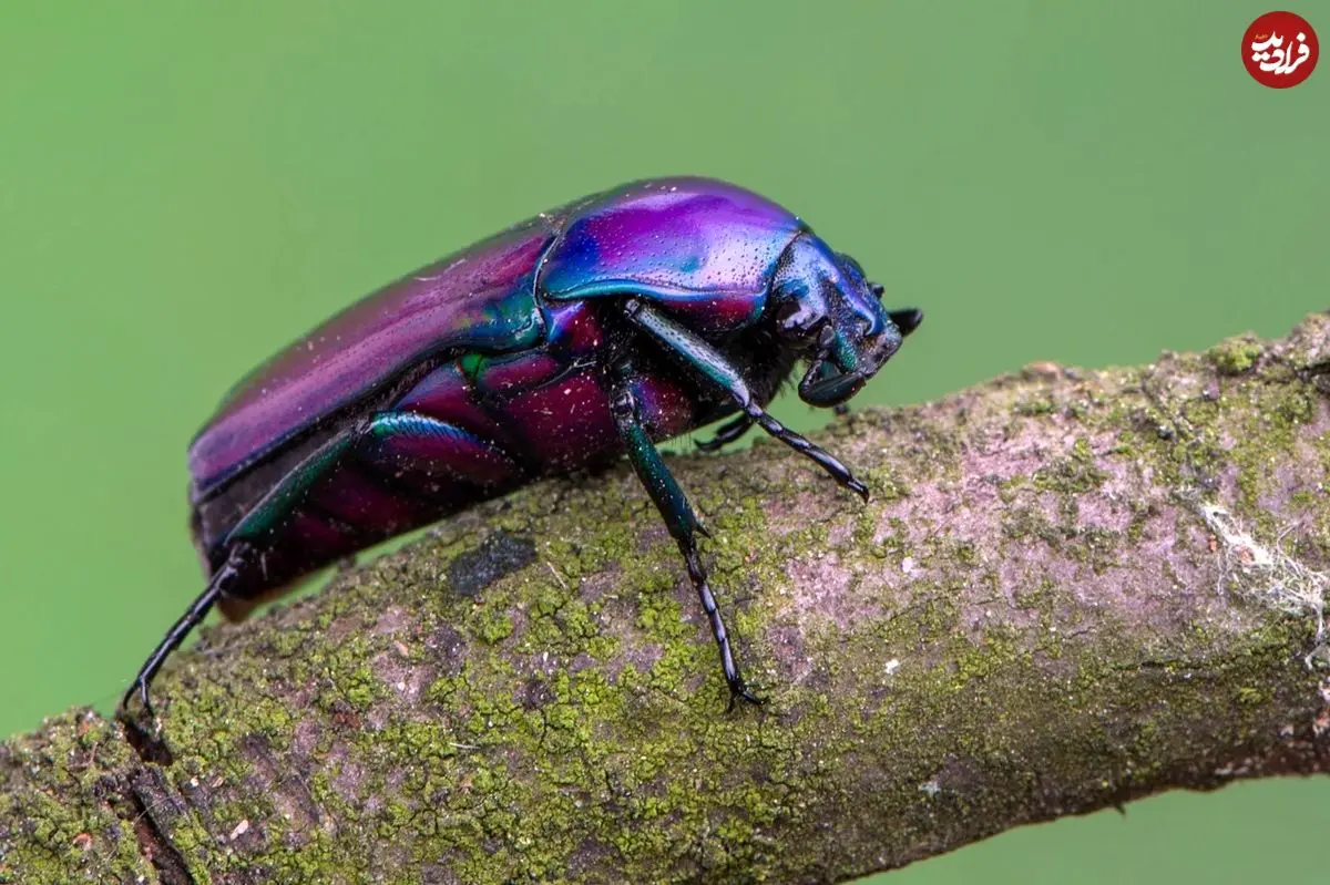 کمیاب‌ترین «رنگ» در طبیعت چیست؟ 