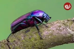 کمیاب‌ترین «رنگ» در طبیعت چیست؟ 