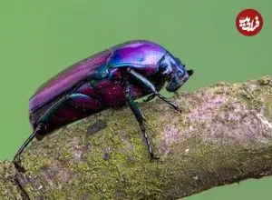 کمیاب‌ترین «رنگ» در طبیعت چیست؟ 