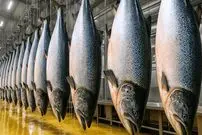 ببینید| نگاهی به مراحل پرورش و فرآوری میلیون ها ماهی سالمون در اروپا