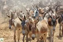(ویدئو) فرآیند فرآوری گوشت و پوست هزاران الاغ در کارخانه های چینی در سراسر جهان